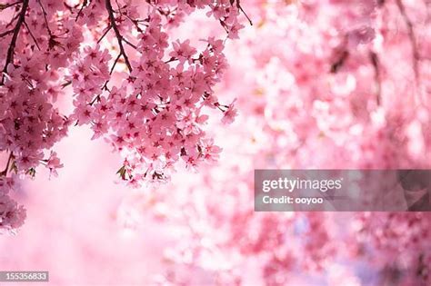 foto do sakura|134,015 Sakura Stock Photos & High